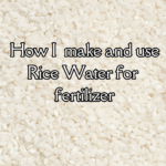 this image is the beginning to answering thequestion if rice water is good for plants