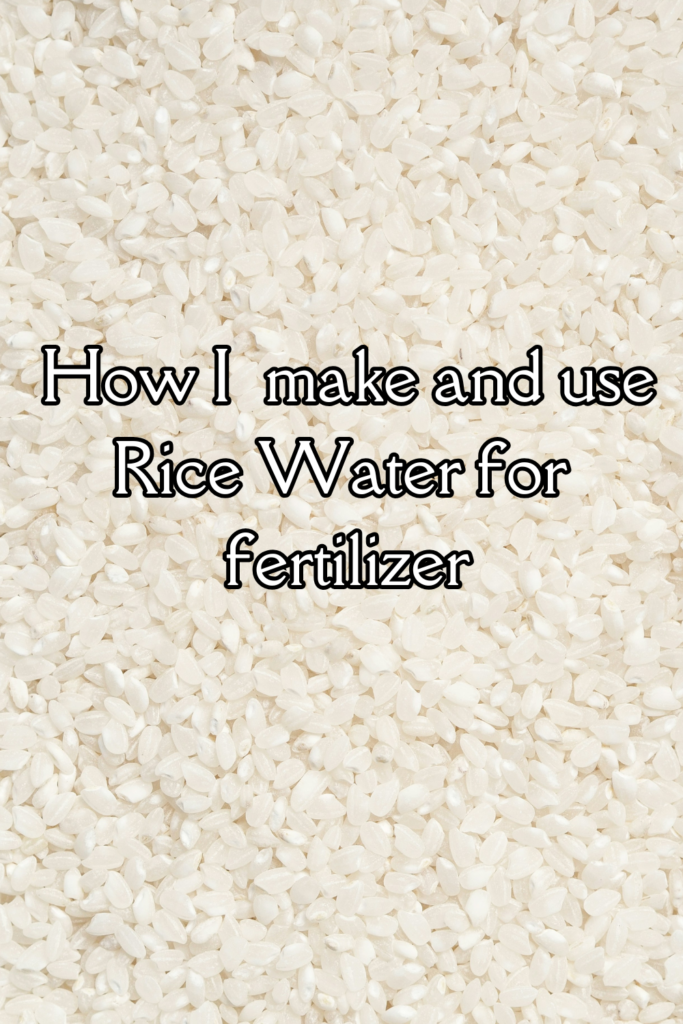 this image is the beginning to answering thequestion if rice water is good for plants