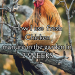 this image is show how chicken manure is used a fertilizer safely and quickly.