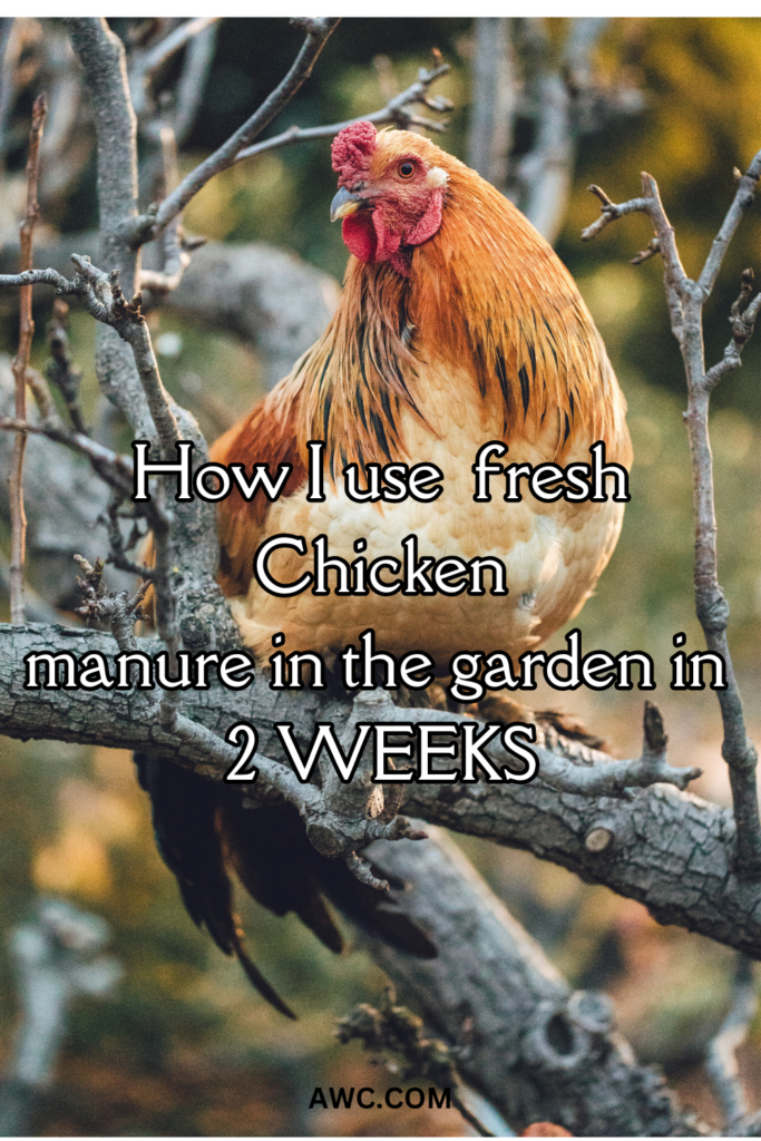 this image is show how chicken manure is used a fertilizer safely and quickly.